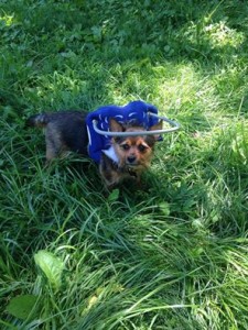 Max Blind Yorkie Halo