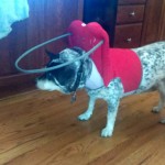 Milo Blind Australian Cattle Dog Halo