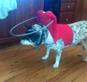 Milo Blind Australian Cattle Dog Halo