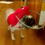 Milo Blind Australian Cattle Dog Halo