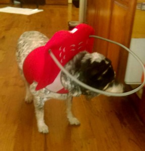 Milo Blind Australian Cattle Dog Halo