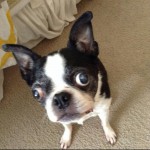 Mochi Blind Boston Terrier Halo