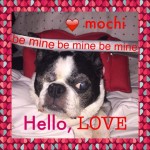 Mochi Blind Boston Terrier Halo
