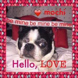 Mochi Blind Boston Terrier Halo