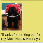 Moe Blind Cocker Spaniel Halo