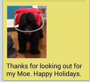 Moe Blind Cocker Spaniel Halo