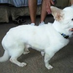 Moe Joe Blind Chihuahua Halo