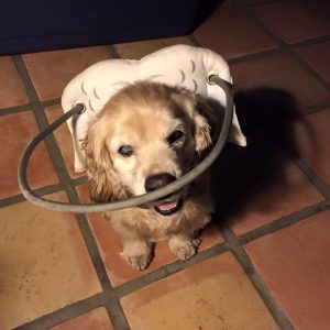 Moira Blind Cocker Spaniel Halo
