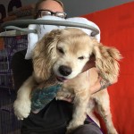 Moira Blind Cocker Spaniel Halo
