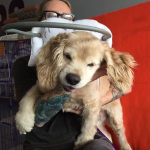 Moira Blind Cocker Spaniel Halo