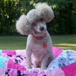 Mollie Jo Blind Poodle Halo