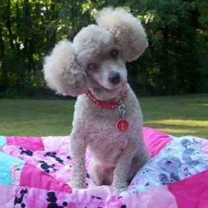 Mollie Jo Blind Poodle Halo