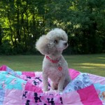 Mollie Jo Blind Poodle Halo