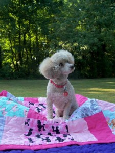 Mollie Jo Blind Poodle Halo