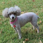 Mollie Jo Blind Poodle Halo