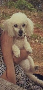 Molly Blind Poodle Halo