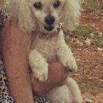 Molly Blind Poodle Halo