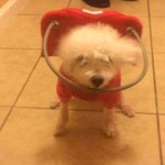 Molly Blind Poodle Halo