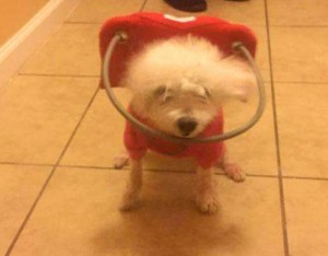 Molly Blind Poodle Halo