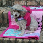Mollie Jo Blind Poodle Halo