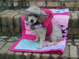 Mollie Jo Blind Poodle Halo