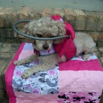 Mollie Jo Blind Poodle Halo