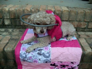 Mollie Jo Blind Poodle Halo