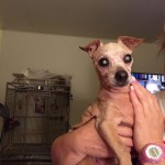 Mr. Biffle Blind Chihuahau