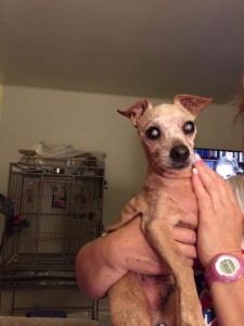 Mr. Biffle Blind Chihuahau