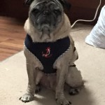 Mr. Pickles Blind Pug Halo