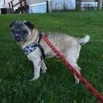 Mr. Pickles Blind Pug Halo