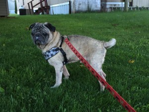 Mr. Pickles Blind Pug Halo