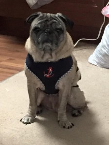Mr. Pickles Blind Pug Halo