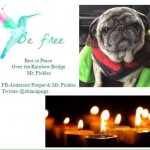 Mr. Pickles Blind Pug Halo