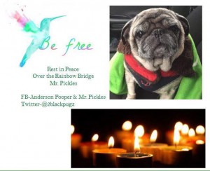 Mr. Pickles Blind Pug Halo