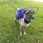 Mr. Pickles Blind Pug Halo