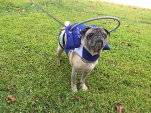 Mr. Pickles Blind Pug Halo