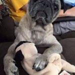 Mr. Pickles Blind Pug Halo