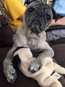 Mr. Pickles Blind Pug Halo
