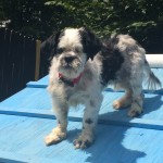 Muggle Blind Shih Tzu Halo