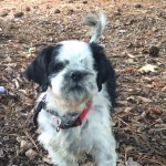 Muggle Blind Shih Tzu Halo