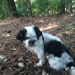 Muggle Blind Shih Tzu Halo