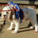 Murdock Blind Cocker Spaniel Halo