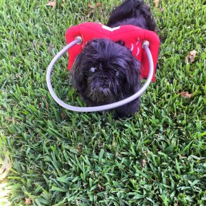 Nemo Blind Shih Tzu Halo