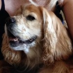 Nacho Blind Cocker Spaniel Halo
