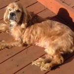 Nacho Blind Cocker Spaniel Halo