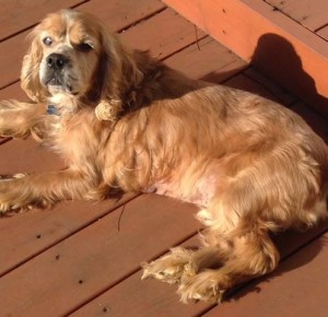 Nacho Blind Cocker Spaniel Halo