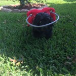 Nemo Blind Shih Tzu Halo