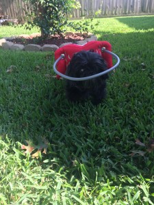 Nemo Blind Shih Tzu Halo