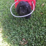 Nemo Blind Shih Tzu Halo